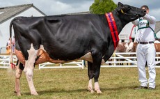 GREAT YORKSIRE SHOW: Holstein heads dairy line-up