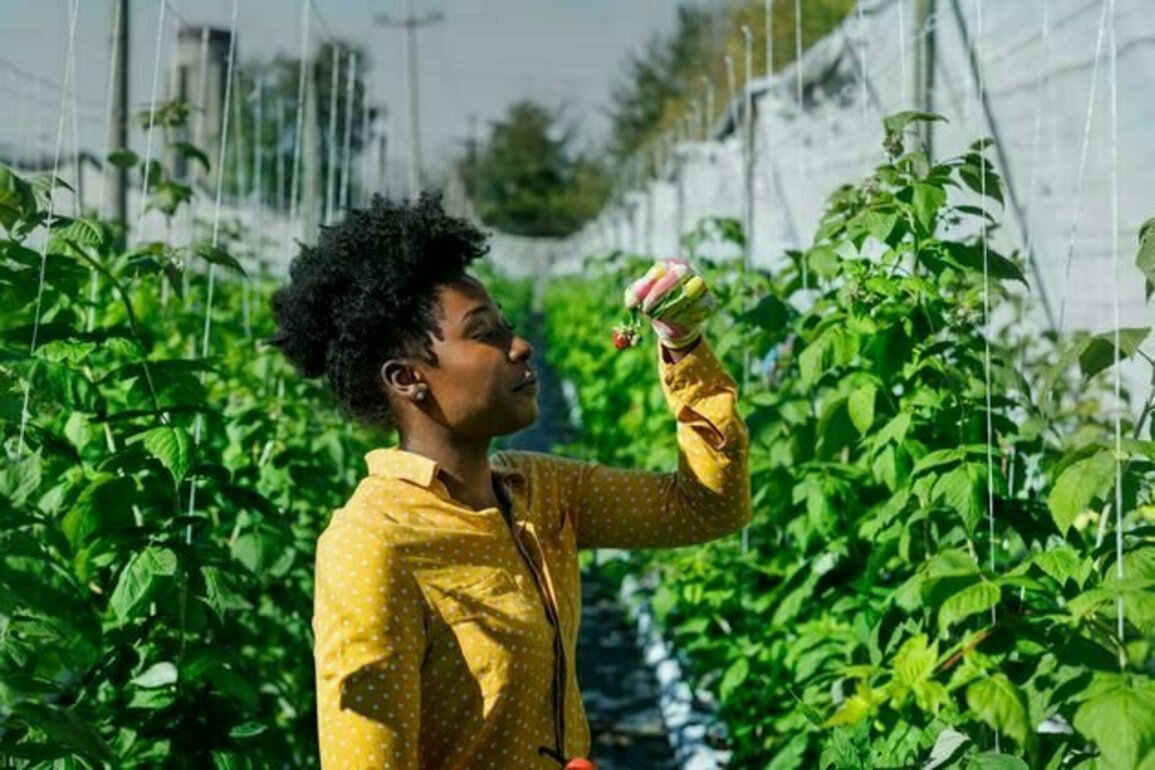 Ghana needs more young farmers, but does climate change put them off? Study shows surprising results