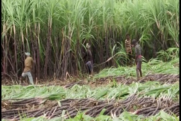 Record 5,000 lakh tonne sugarcane produced in 2021-22 season