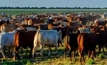 Cattle delegates return from the US