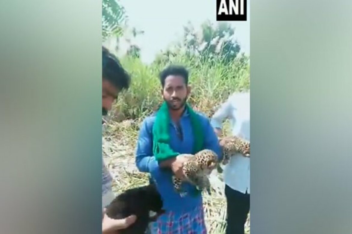 3 leopard cubs found in cane field in Karnatak's Mysuru, handed over to forest department