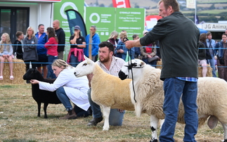 Best of Welsh breeds on display at Merioneth Show 