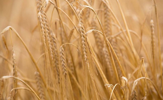 Strong disease packages for feed barleys