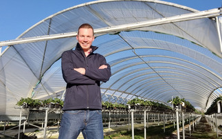 In your field: Dan Hawes: "The target is to pack 140,000 strawberry plants a day, and this year I'm optimistic"