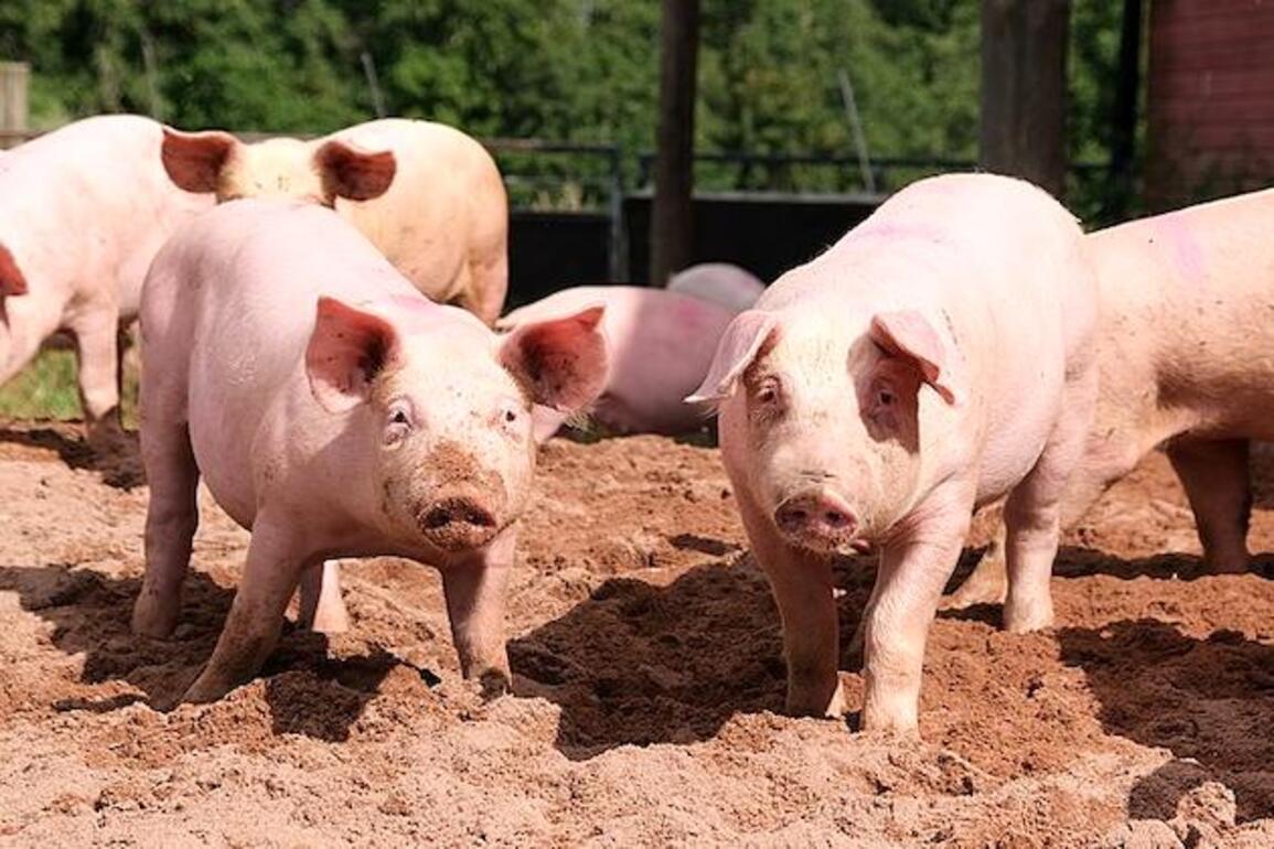 Restaurants, grocery stores act to stop California animal welfare law