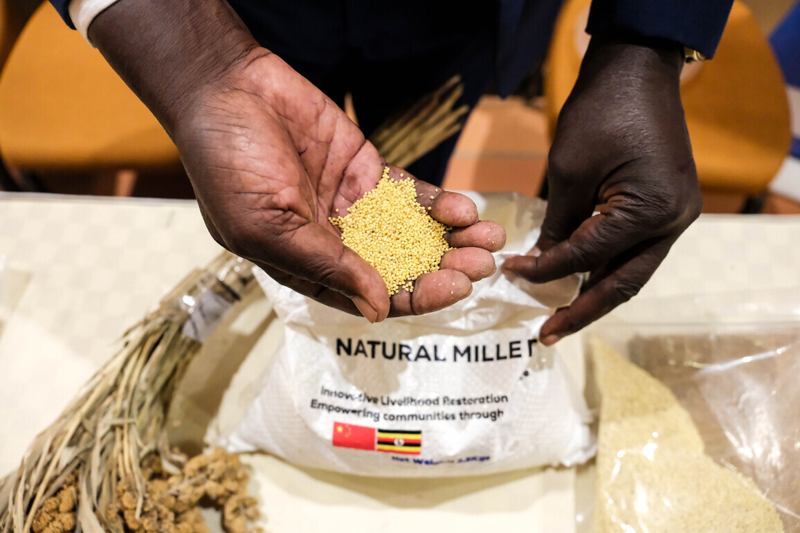 UGANDA-KAMPALA-FAO-CHINA-UGANDA SOUTH-SOUTH COOPERATION-PHASE III CONCLUSION
