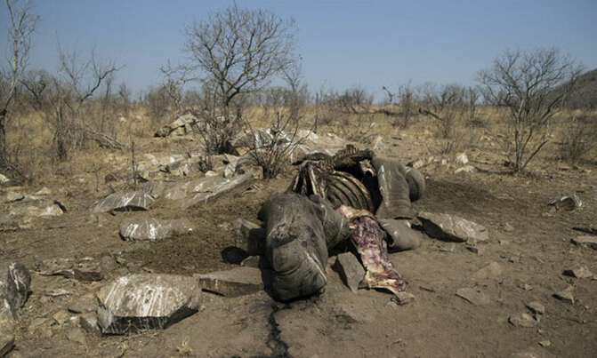 Slaughtered rhino embodies S.Africa's poaching crisis Slaughtered rhino embodies S.Africa's poaching crisis