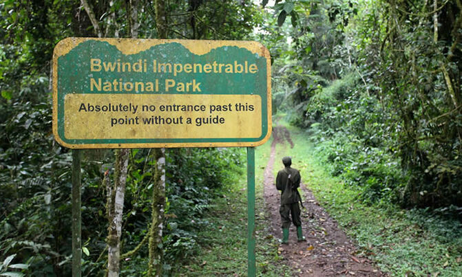 US tourist dies in Bwindi after wasp attack US tourist dies in Bwindi after wasp attack