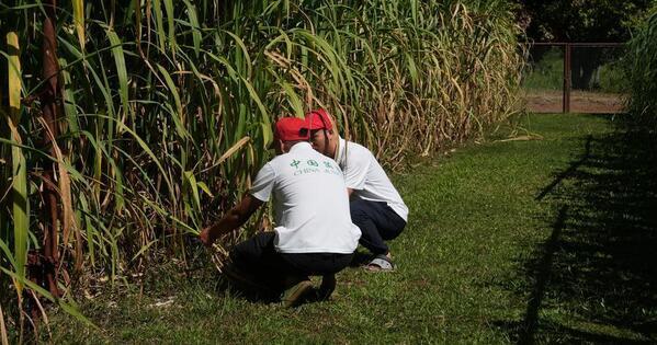 Asia-Pacific Community: Grass that grows hope: How China's Juncao is transforming lives in Fiji