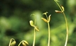 Carbon farming tick for western NSW