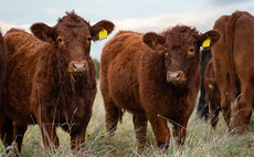 Beef prices hold, while pressure on lamb values grows