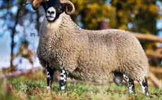 Lanark Blackface rams sell to £65,000 twice