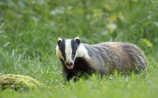 Gov needs to clarify bTB next steps following end of badger cull