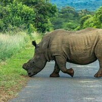 Dehorning rhinos tips the balance against poaching - new study