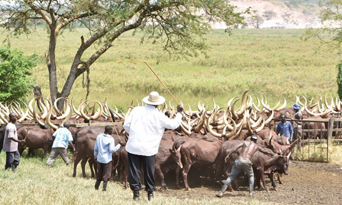 Museveni milks cash from his cows Museveni milks cash from his cows
