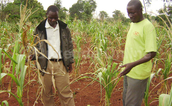 Abalimi b'e Namwendwa - Kamuli ng'alaga engeri ekyeya gye kyakubamu emisiri gye egya kasooli Abalimi b'e Namwendwa - Kamuli ng'alaga engeri ekyeya gye kyakubamu emisiri gye egya kasooli