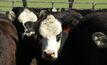 Use selective breeding within at-risk breeds or possibly crossbreeding to increase eye pigmentation and reduce the risk of eye cancer. 