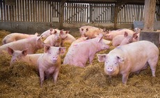 Calls to halt EU pork imports as ASF sweeps across Europe