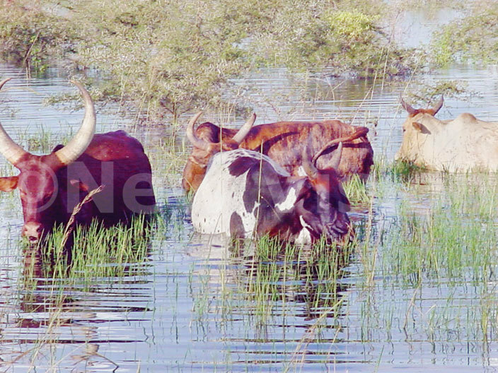  attle graze in the flooded area at gu in oroti district in 2007 loods hit eso region and washed away roads bridges crops and destroyed peoples homes hotoile