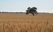 GIWA has bumped up its crop production estimates for WA since September, driven largely by improvements in wheat crops.  