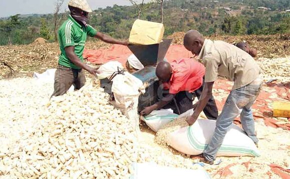 Abalimi nga bakuba kasooli mu nnimiro. Abalimi nga bakuba kasooli mu nnimiro.