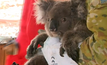  A soldier rescues a koala on SA's Kangaroo Island