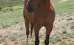 Poisonous pasture weed threatens livestock