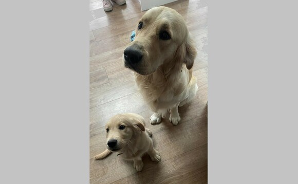Heather brown aviva technically brian golden retriever on the right with his even cuter puppy friend is not my pet he is a gui 580x358.jpg