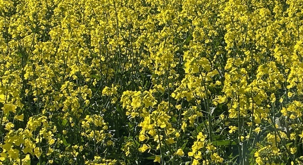 Growing consecutive canola crops in the same paddock can have serious disease ramifications.