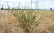 Lookout for spiny broom