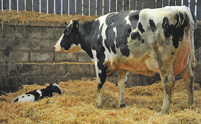 Targeting Use Of Limited Straw Bedding, Helping farmers in Scotland