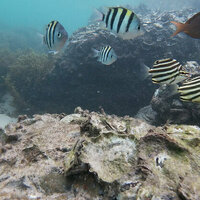 As oceans warm, tropical fish are moving south. New friendships may be helping them survive