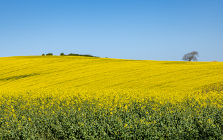 BP teams up with agri-business group Corteva to launch biofuel venture