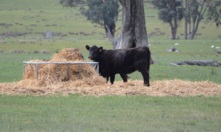  Female cattle are setting new price records. Picture Mark Saunders.