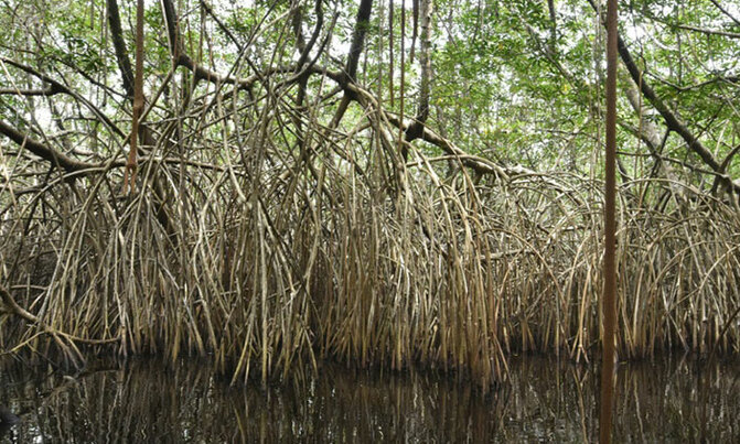 Wetlands disappearing three times faster than forests: study Wetlands disappearing three times faster than forests: study