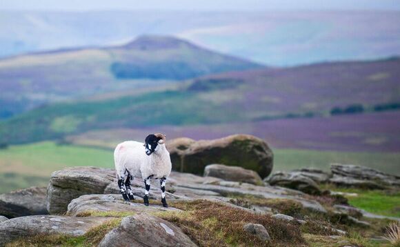 Defra urged to publish modelling on BPS withdrawal in uplands