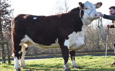 Greenyards Hereford dispersal tops at 10,200gns