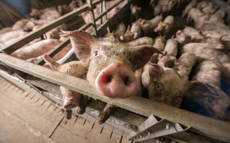  Livestock emissions heading 'dramatically' in wrong direction, study warns