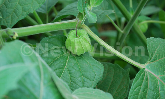 Gooseberries good source of Vitamin C Gooseberries good source of Vitamin C