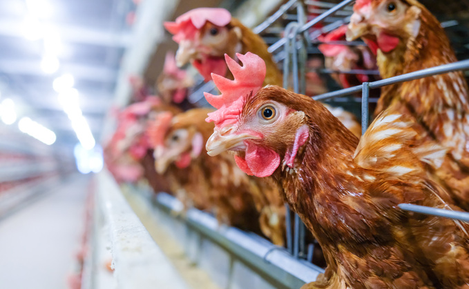 Defra is set to phase out colony cages by 2032