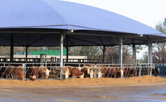 Early maturity maize key to profitable net zero beef at Leicestershire farm