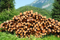 EU bans illegal timber