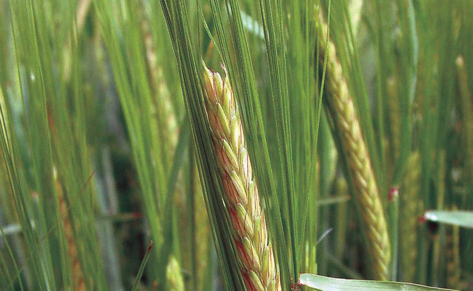 Only around 10% of spring barley in Scotland has been harvested