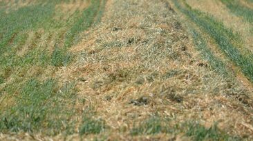 Late rains in some areas of south-eastern Australia have interrupted hay making activities.