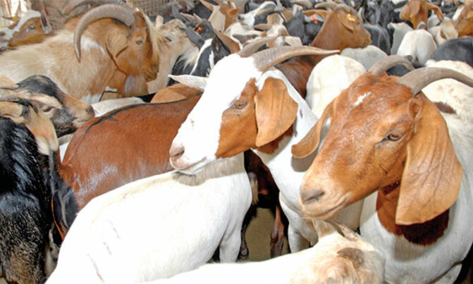 How to take care of livestock during rainy season How to take care of livestock during rainy season