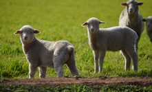 ABARES has predicted the value of agricultural production will rise this financial year - driven by higher livestock prices. 