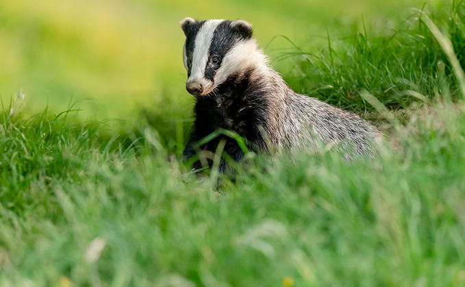 New badger jab scheme launched in TB fight