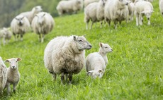 Looking at lamb finishing strategies for the year ahead