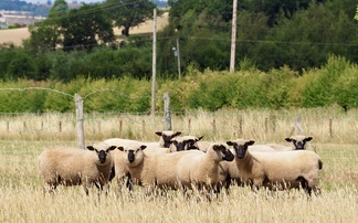 Shropshire sheep flock set for Royal Three Counties show 