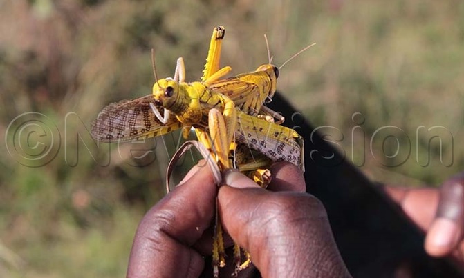 Locusts edible but could cause constipation Locusts edible but could cause constipation